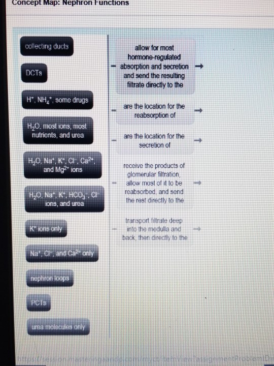 Solved Concept Map: Nephron Functions collecting ducls allow | Chegg.com