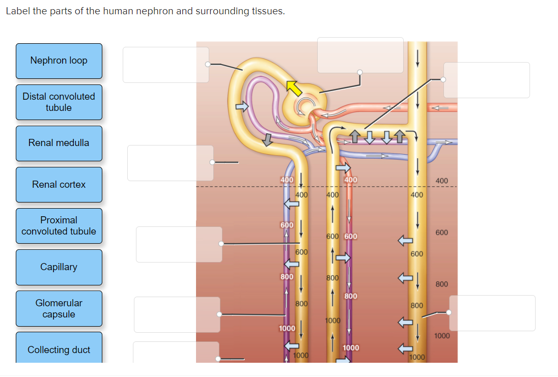 nephron parts