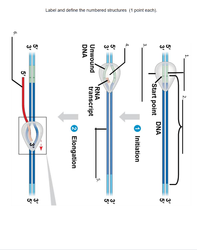 solved-another-core-component-of-molecular-genetics-chegg