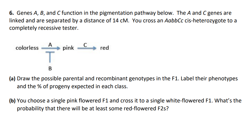 Solved 6. Genes A, B, And C Function In The Pigmentation | Chegg.com