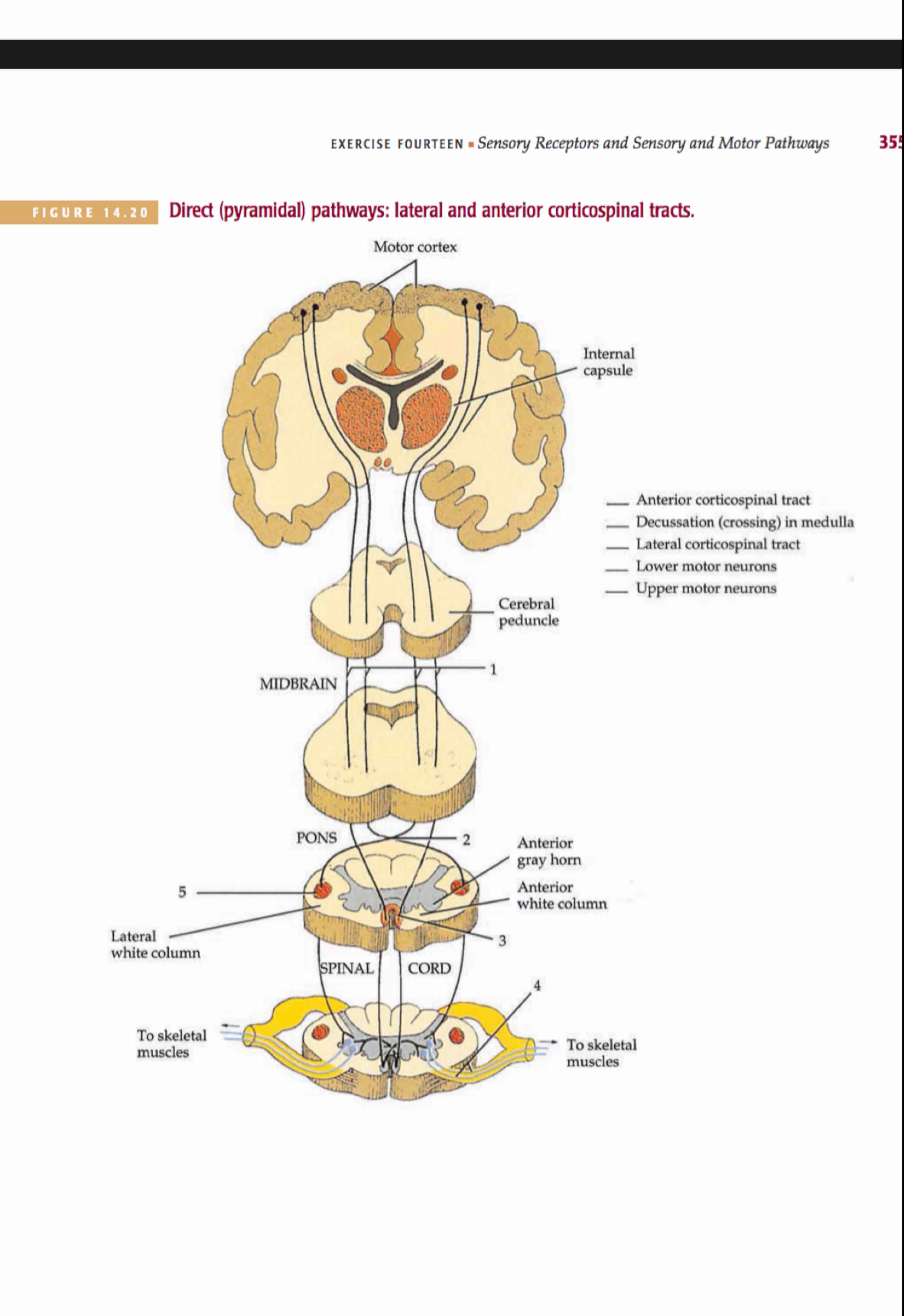 The Direct Pyramidal System Solved FIGURE 14.20 Direct (pyramidal) pathways: lateral | Chegg.com