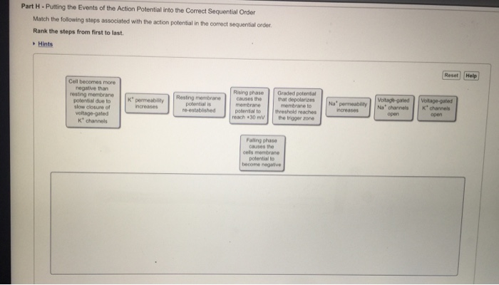 Solved Putting the Events of the Action Potential into the | Chegg.com