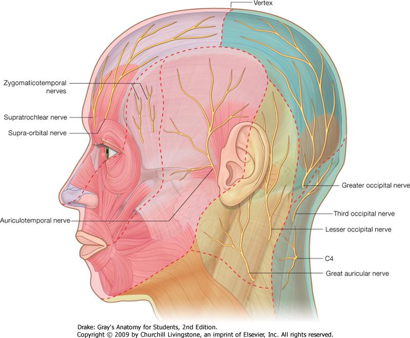 vertex anatomy