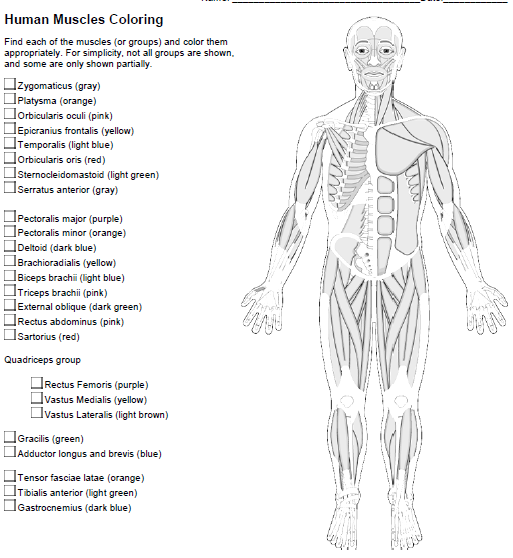 Solved Human Muscles Coloring Find each of the muscles (or