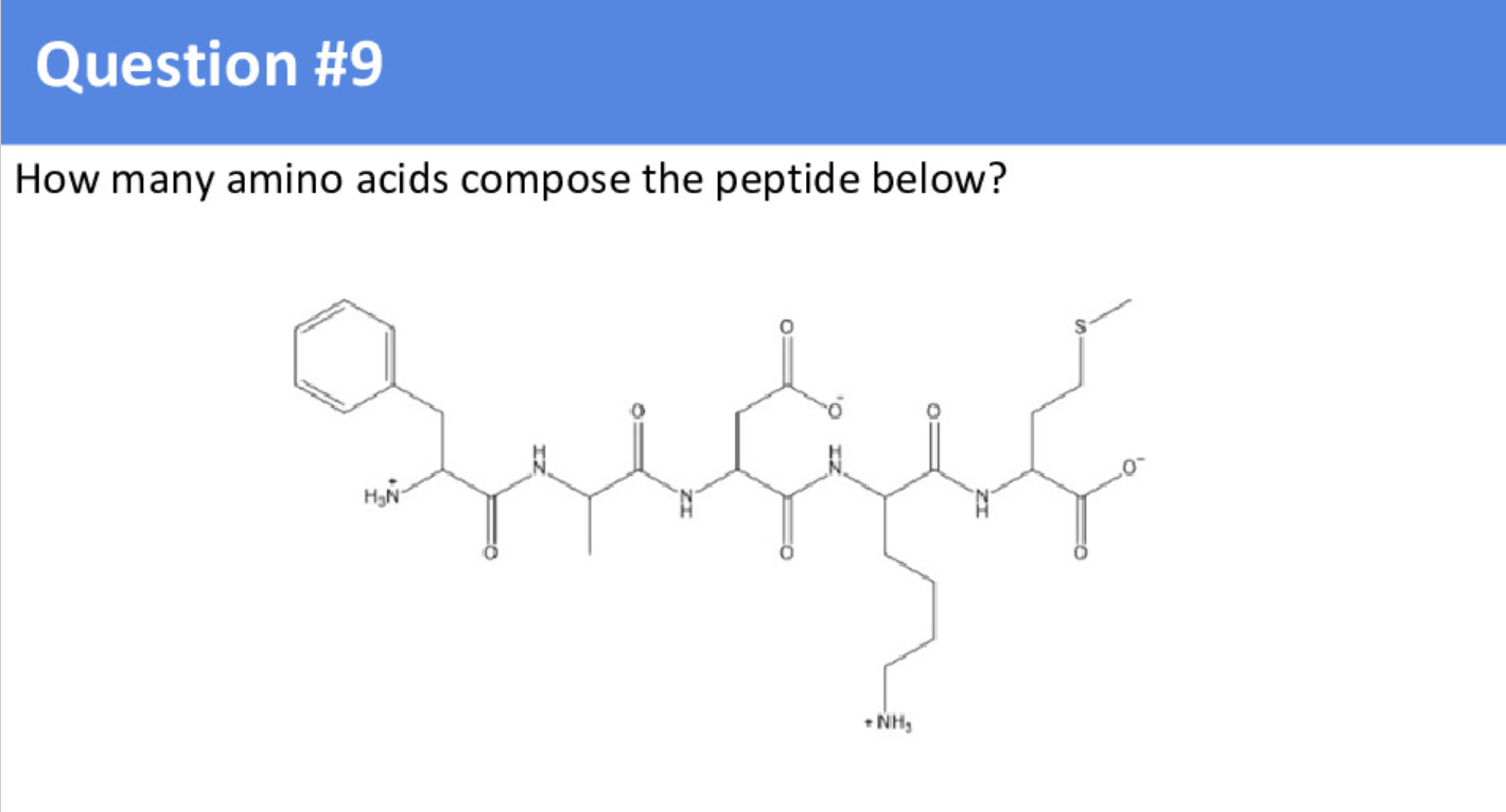 Solved How many amino acids compose the peptide below?