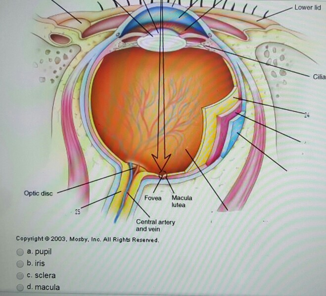 Solved QUESTION 47 22 Refer to picture of the eye identify | Chegg.com