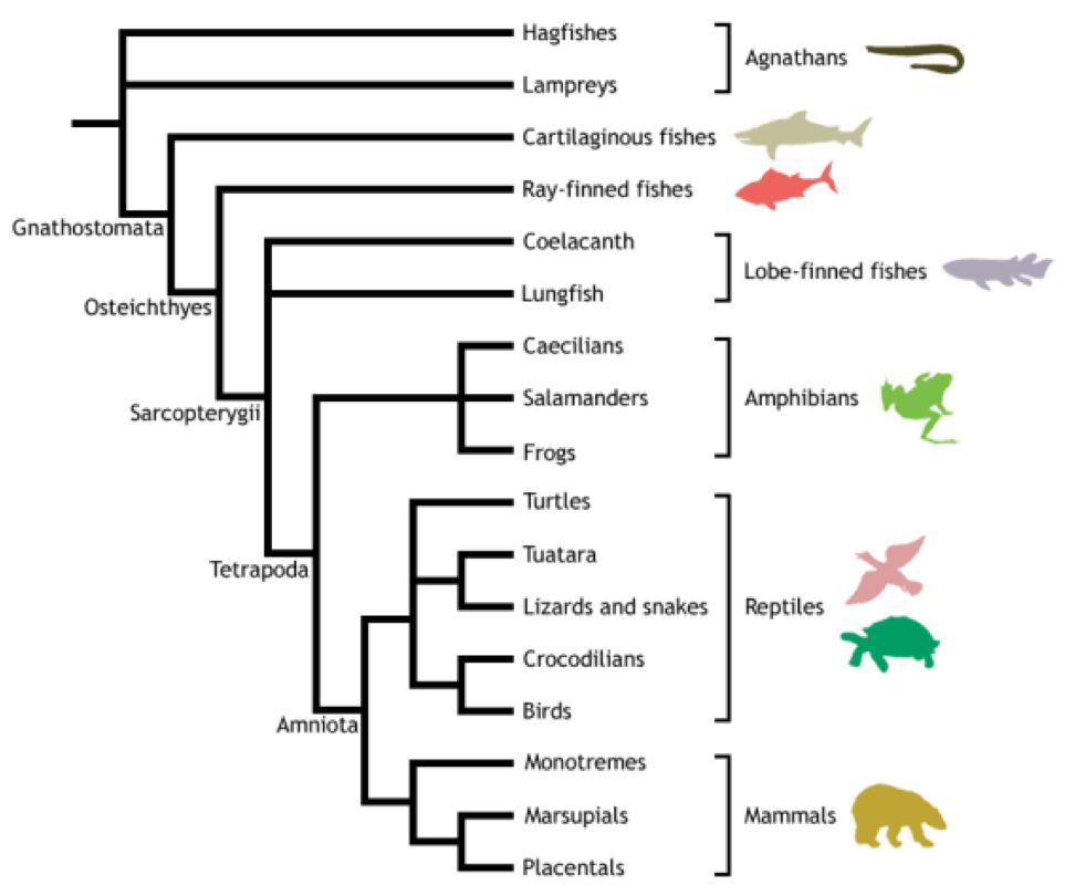 Solved 3. (8 points) Below is one proposed tree of major