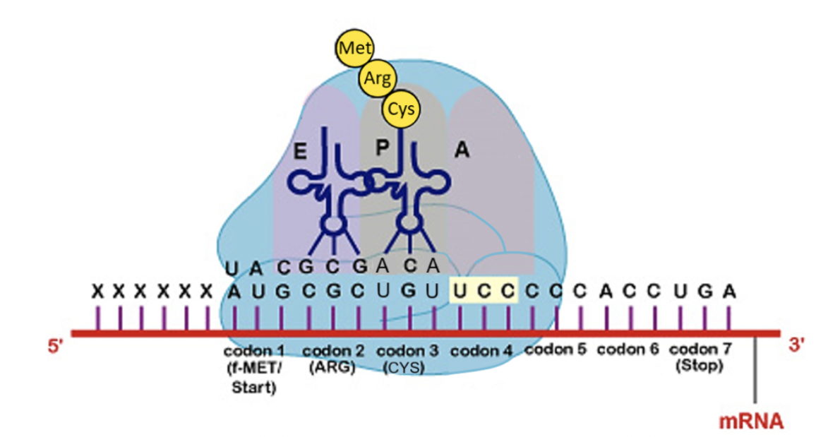 Solved A ribosome in the process of translating an mRNA | Chegg.com