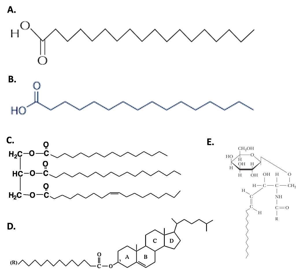 Solved Name each type of lipid structure. Use main