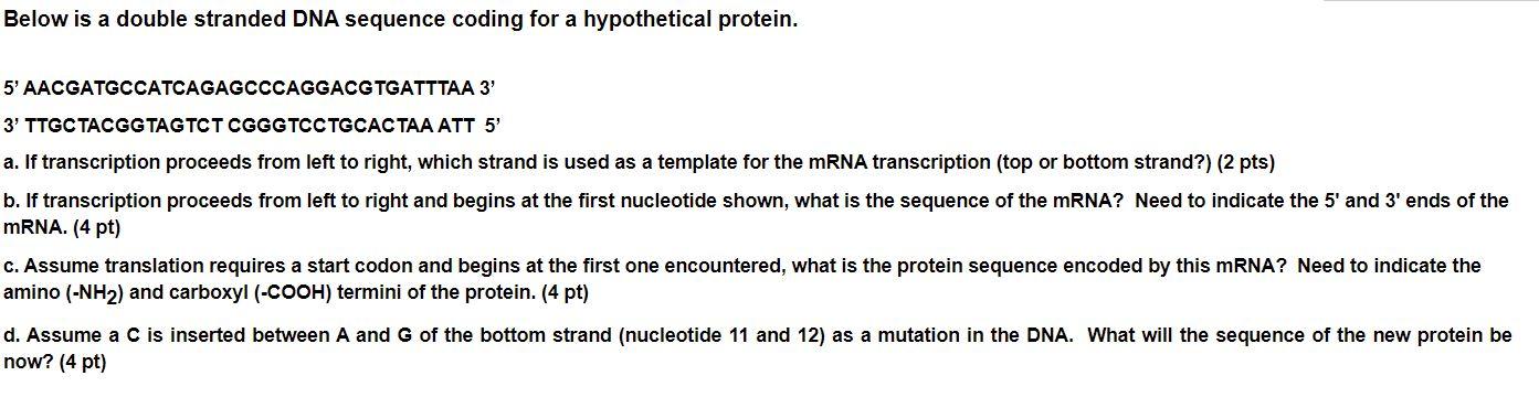 Solved Below is a double stranded DNA sequence coding for a | Chegg.com