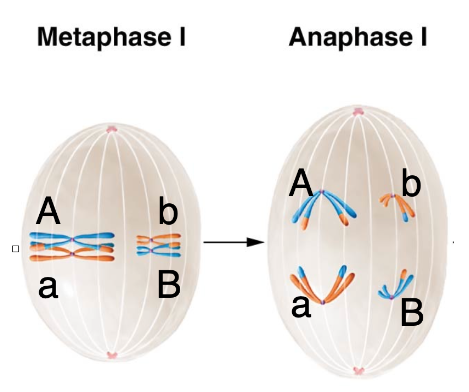 Solved This is the 2n = 4 cell we were working with in | Chegg.com