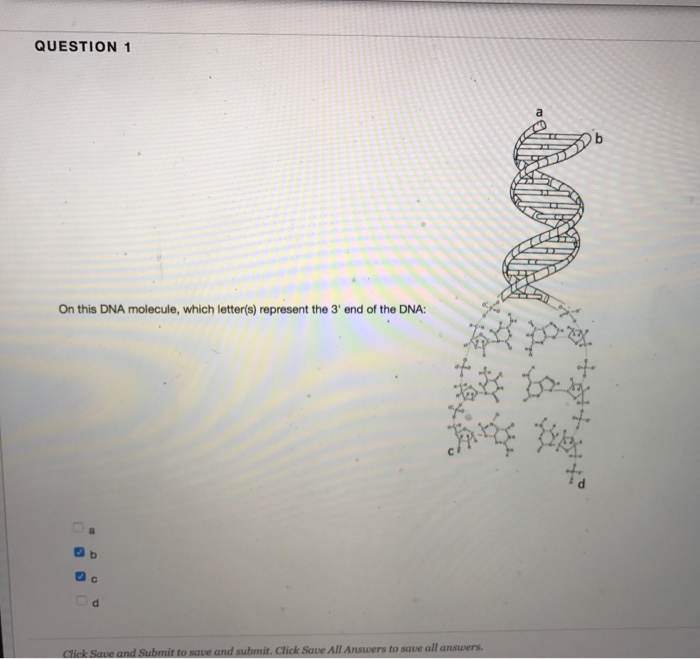 Solved On this DNA molecule, which letter(s) represent the | Chegg.com