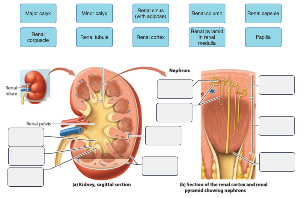 solved-renal-sinus-with-adipose-major-calyx-minor-calyx-chegg