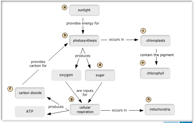 mastering biology light reactions of photosynthesis