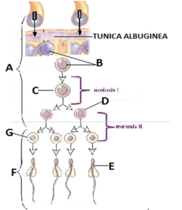 Solved 1. In fig above, the predominant tissue (s)found in | Chegg.com
