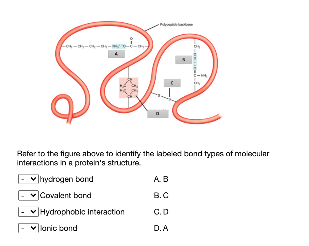 Solved Polypeptide Backbone Ch Ch2 Ch2 Ch2 Ch2 Nh Chegg Com