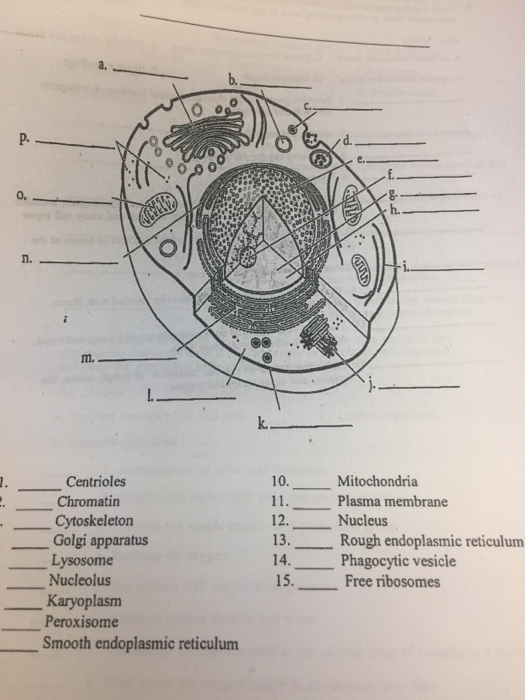 Solved ____________ Centrioles _______________ Chromatin | Chegg.com