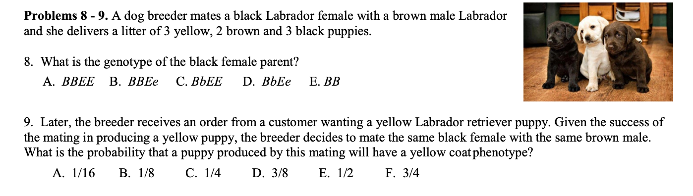 can 2 brown dogs have black puppies