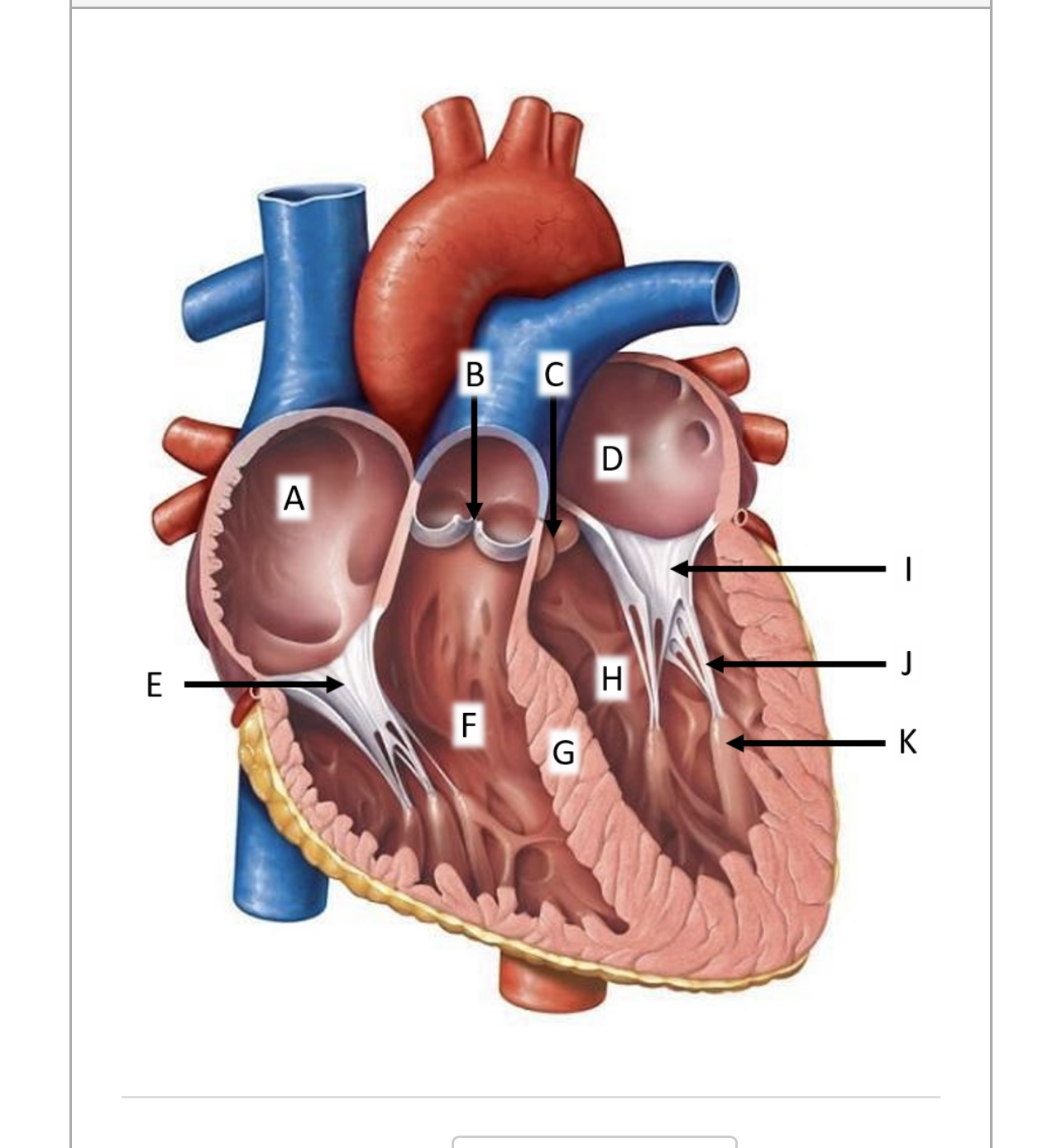 Solved Right atrium Biology Diagrams