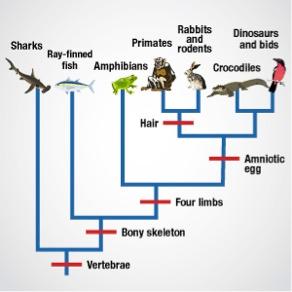 Solved 1. Study the cladogram below: If both birds and | Chegg.com