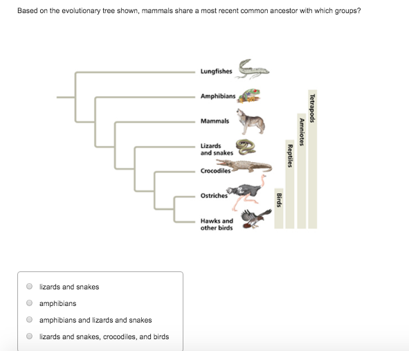 Solved Based on the evolutionary tree shown, mammals share a | Chegg.com