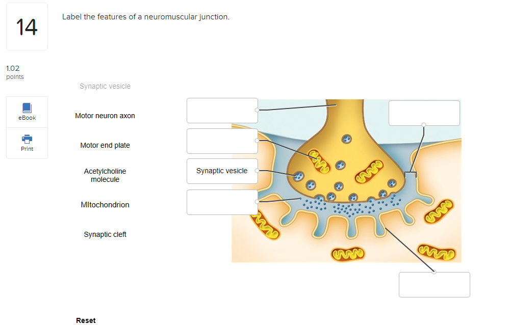 Solved Label the features of a neuromuscular junction. 14 | Chegg.com