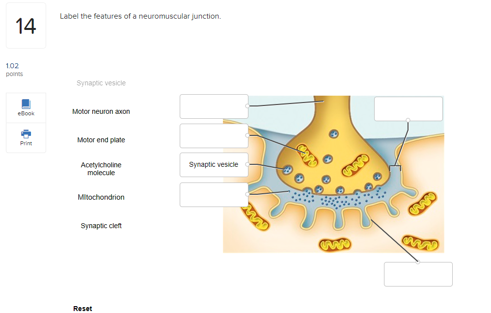 labeled neuromuscular junction