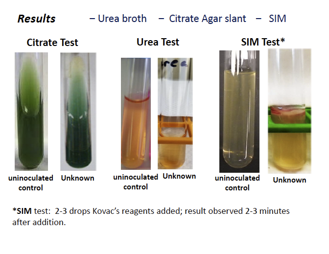 urea hydrolysis test