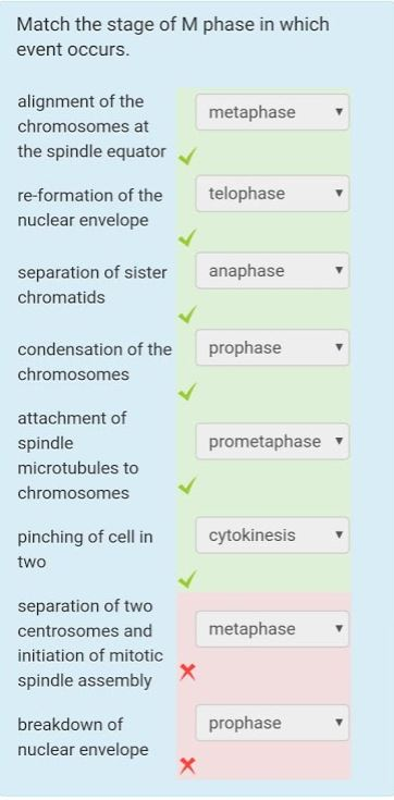 Solved Which Statement About Sister Chromatids Is True? | Chegg.com Solved Which Statement About Sister Chromatids Is True? | Chegg.com