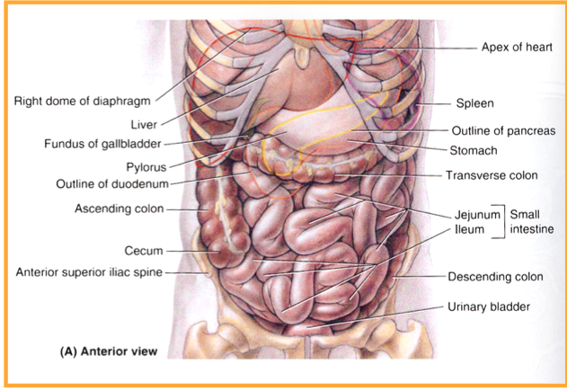 Exam 2 Abdomen Ii Flashcards Chegg Com