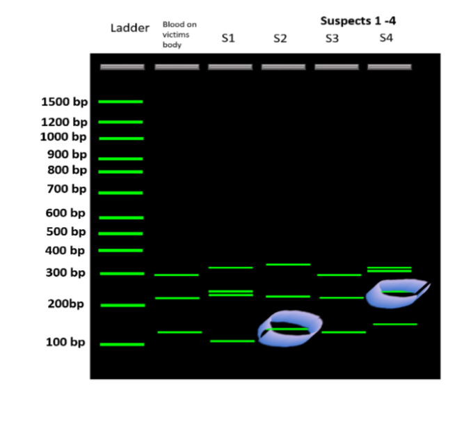 Solved Please complete tables for forensic biology lab using | Chegg.com