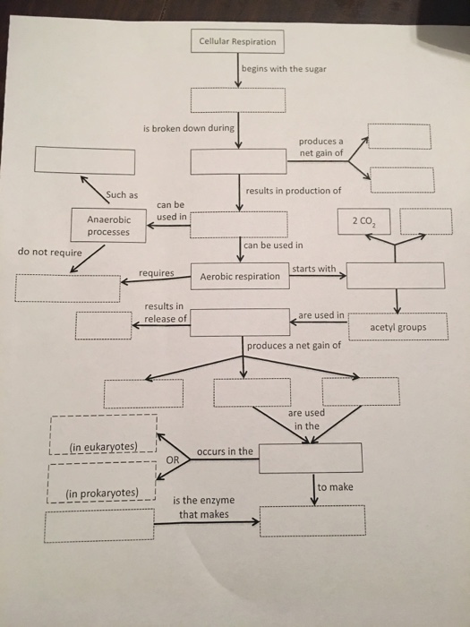 Solved Cellular Respiration begins with the sugar is broken | Chegg.com
