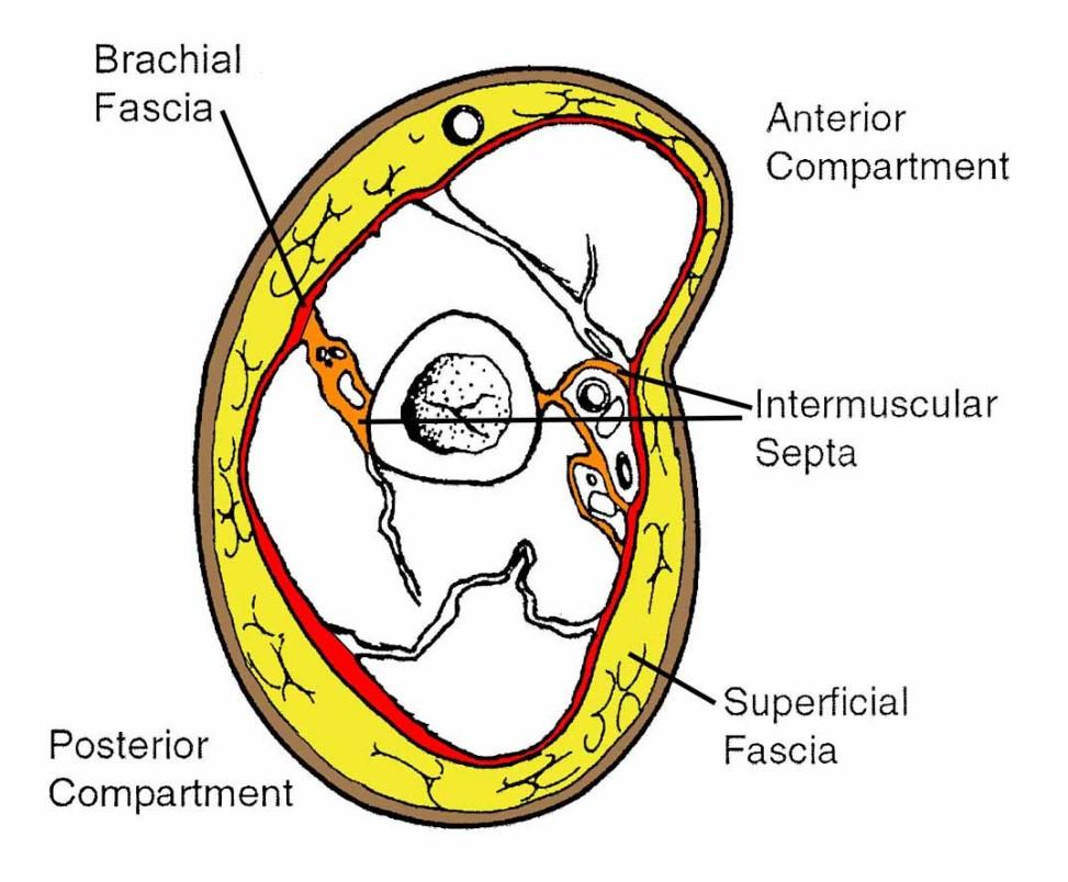 brachial fascia