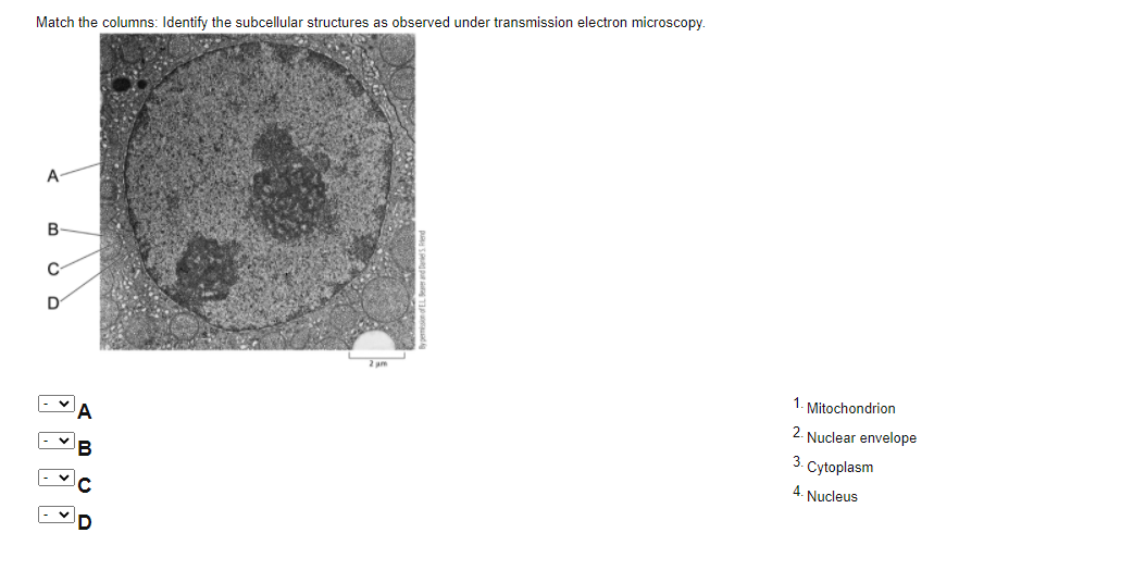 Solved Match The Columns: Identify The Subcellular | Chegg.com