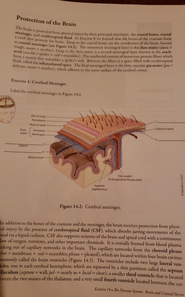 Solved Protection of the Brain The brain is protected from | Chegg.com