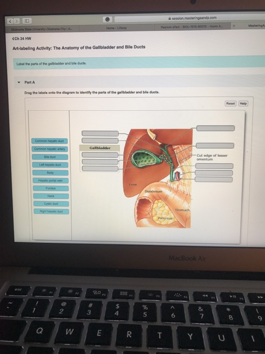 Solved: CCh 24 Hw Art-labeling Activity: The Anatomy Of Th... | Chegg.com