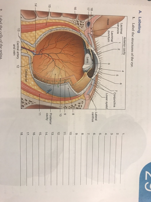 Anatomy And Physiology Archive | December 04, 2017 | Chegg.com