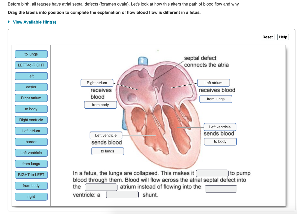 solved-before-birth-all-fetuses-have-atrial-septal-defects-chegg