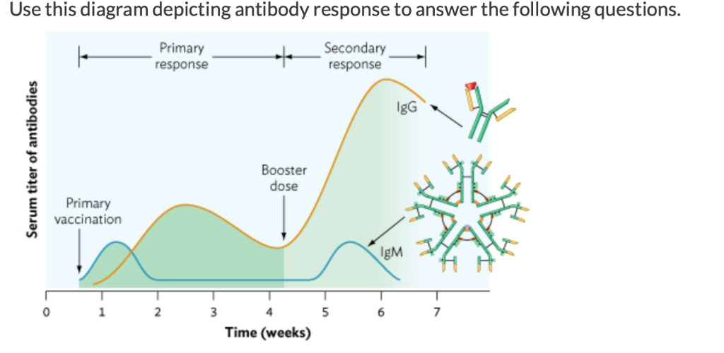 Solved Part One- In The Secondary Response, The IgG Levels | Chegg.com