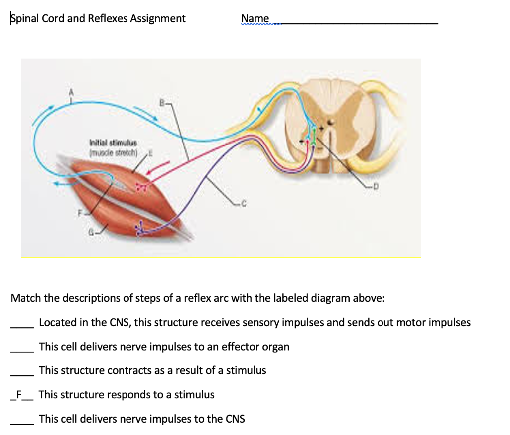 What is meant by reflex-action? With the of a labelled diagram trace the  sequence of event which occurs when we touch a hot object.