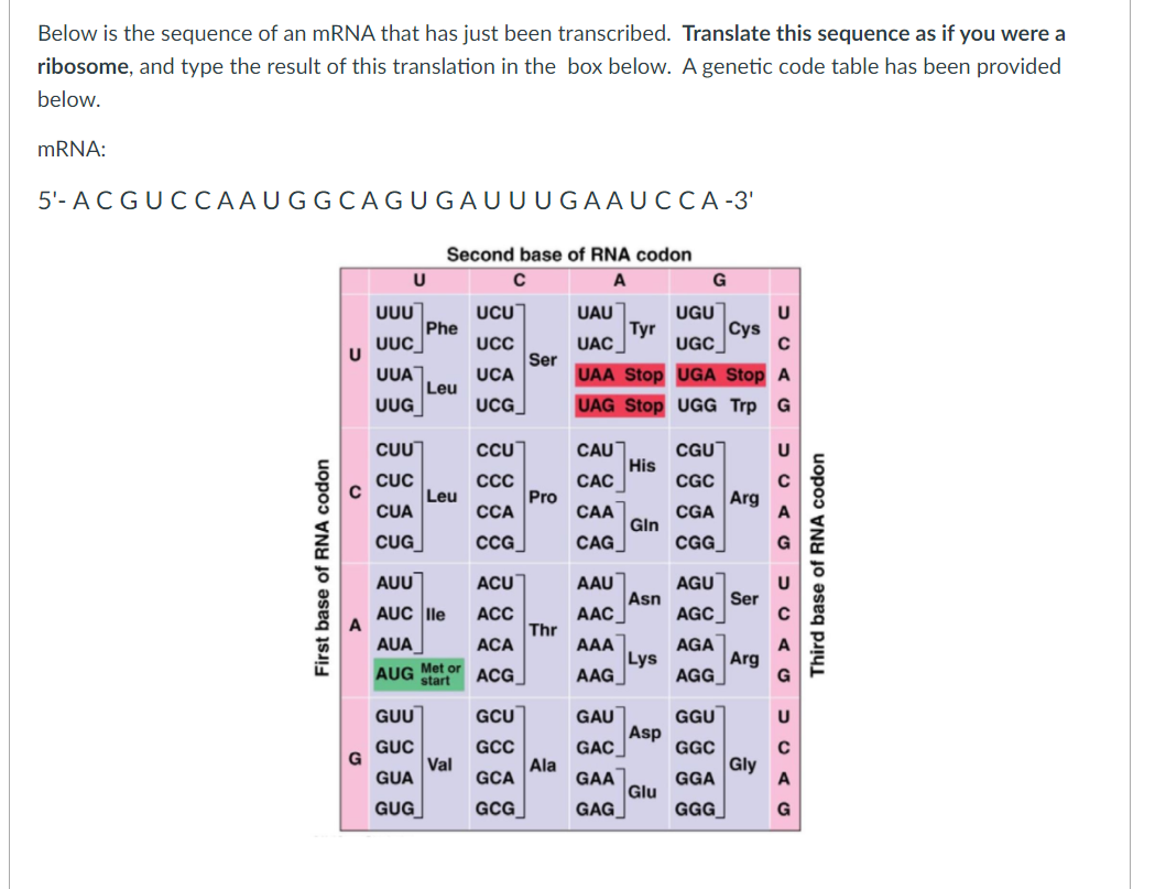 Solved Below is the sequence of an mRNA that has just been | Chegg.com