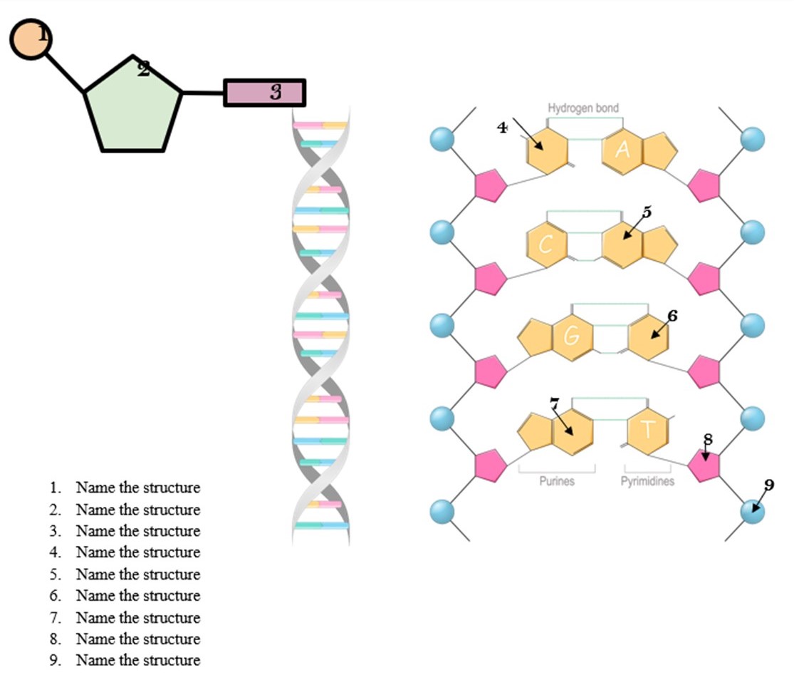 Solved 8. Name the structure 9. Name the structure | Chegg.com