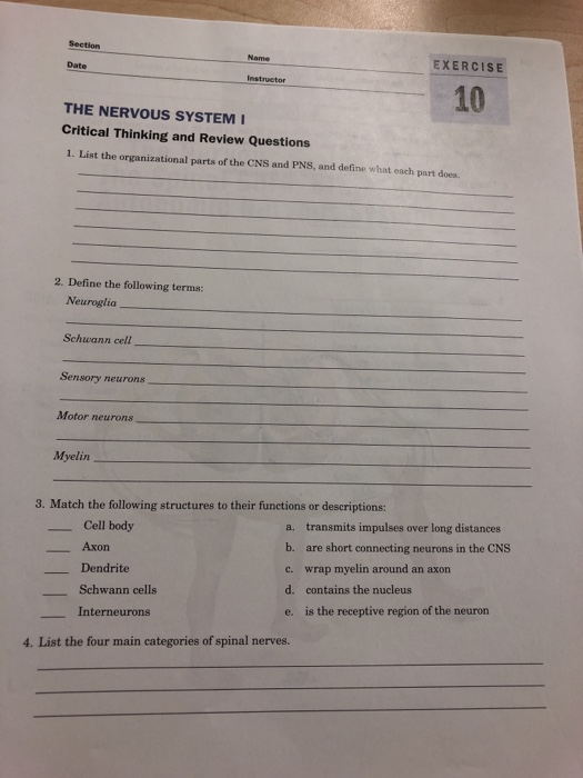 critical thinking questions on nervous system