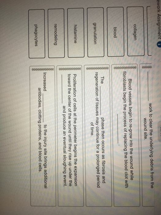 solved-explain-the-stages-of-tissue-repair-by-clicking-and-chegg