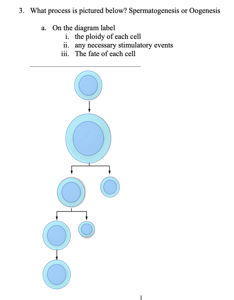 3. What process is pictured below? Spermatogenesis or Oogenesis a. On the diagram label i. the ploidy of each cell ii. any ne