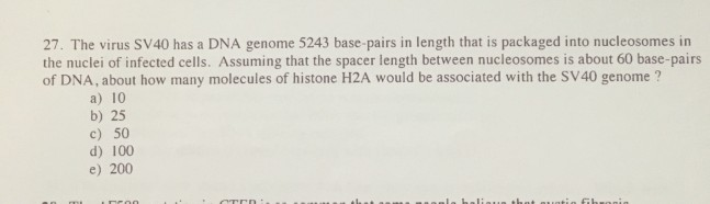 Solved 27. The virus SV40 has a DNA genome 5243 base-pairs | Chegg.com