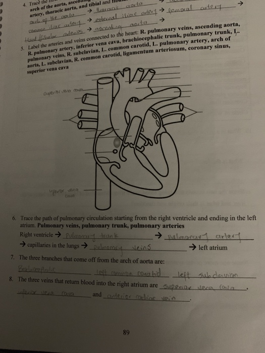 Solved 4 Trace the arch of the aorta, aseed artery, thoracie | Chegg.com