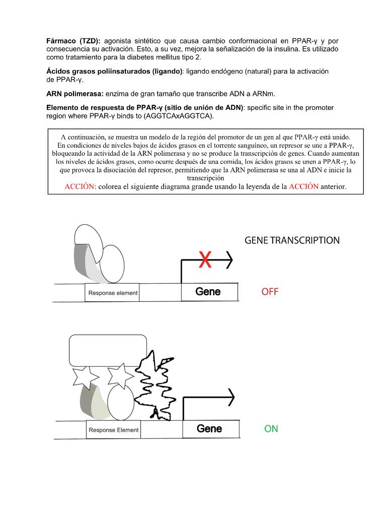 Fármaco (TZD): agonista sintético que causa cambio conformacional en PPAR-y y por consecuencia su activación. Esto, a su vez,