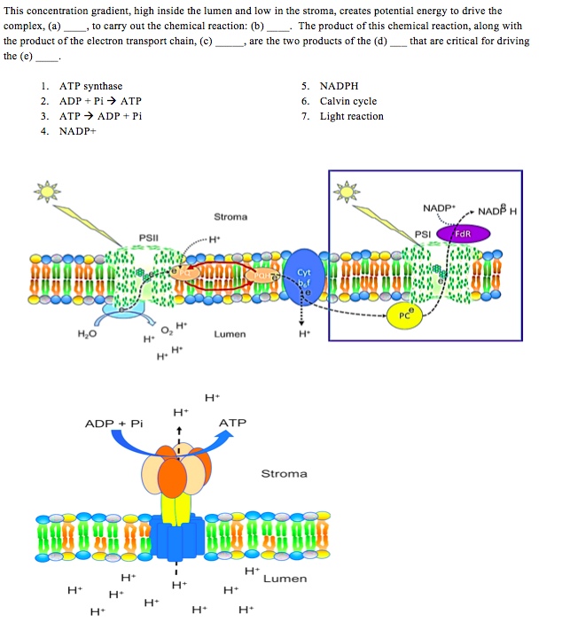 Does Atp Or Adp Have More Potential Energy Wasfa Blog