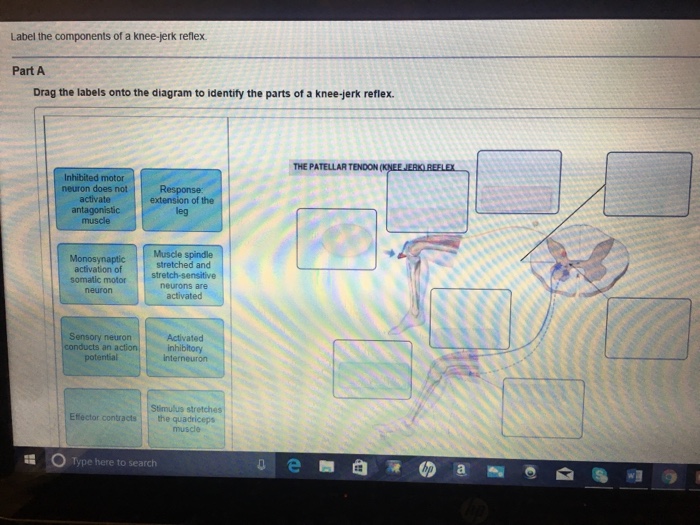 Label the components of a knee-jerk reflex Part A | Chegg.com